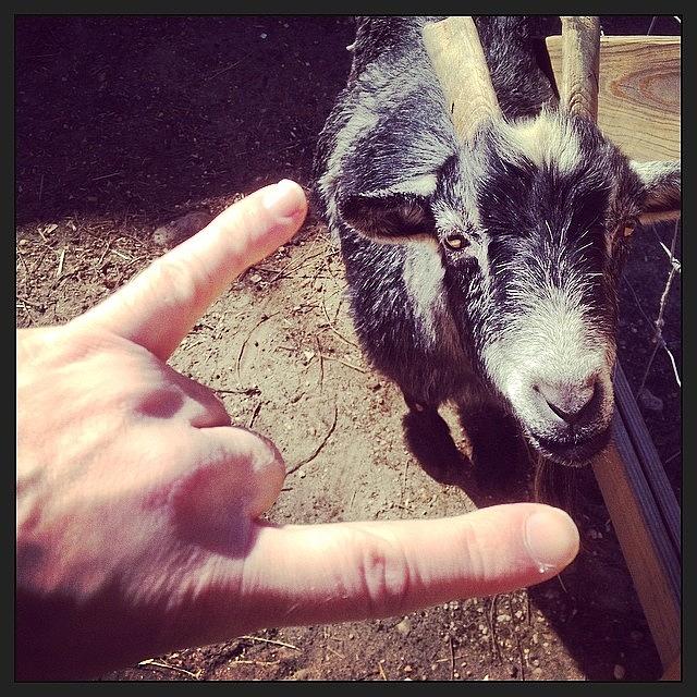 Mammal Photograph - Fun With Goats. #goat #animal #hoytfarm by Craig Kempf