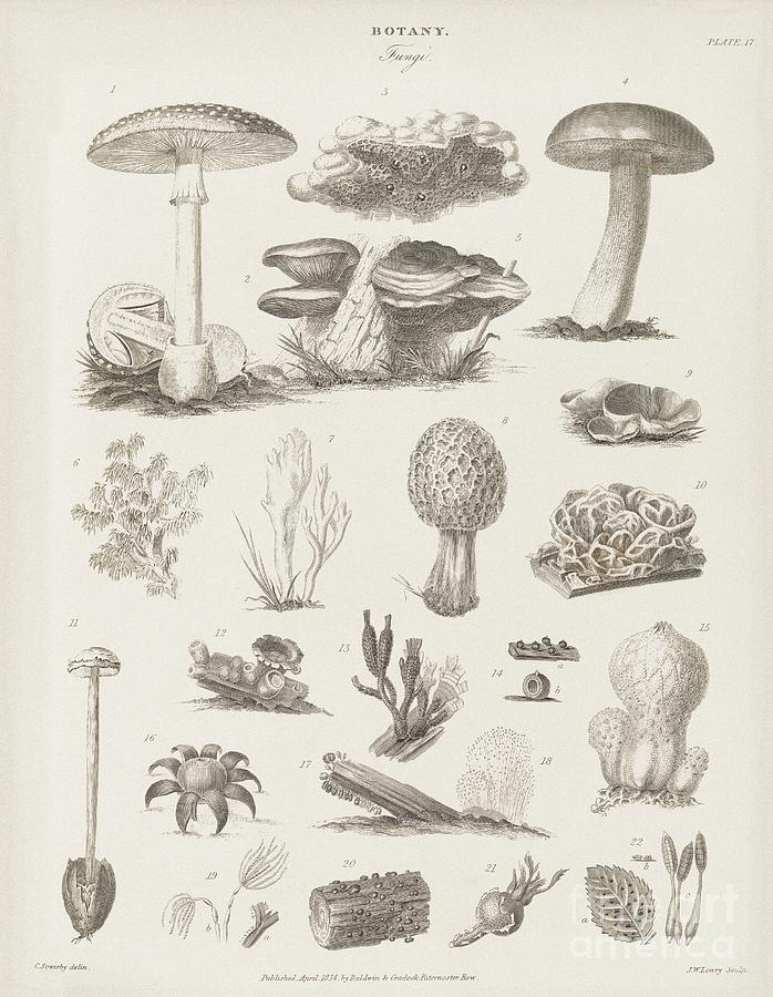 Fungal Fruiting Bodies, 19th Century Photograph by Middle Temple Library