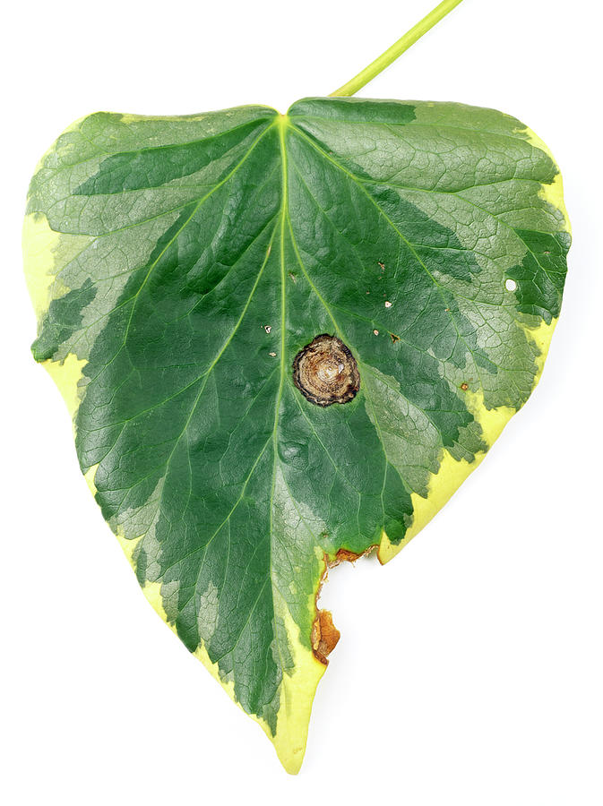 Fungal Leaf Spot Photograph by Geoff Kidd/science Photo Library