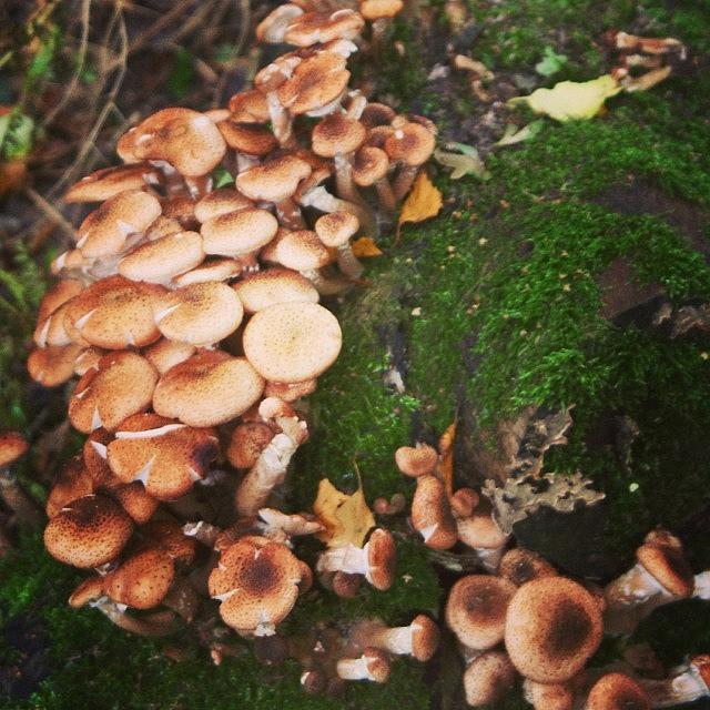 Fungi, Alderley Edge Photograph by Chris Jones