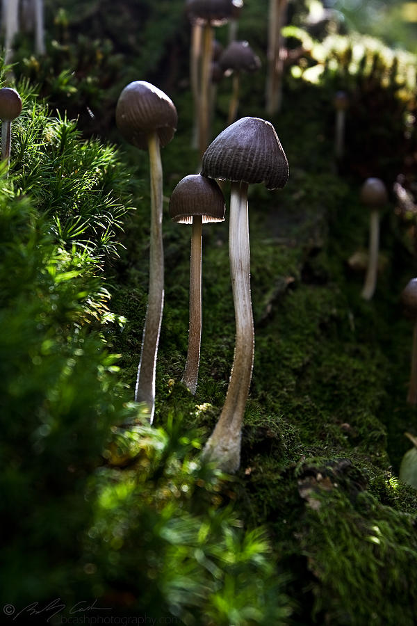 Fungi Photograph by B Cash
