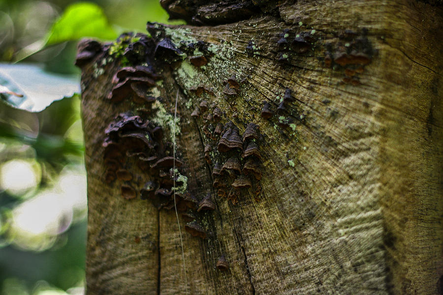 Fungi Photograph by Georgia Clare
