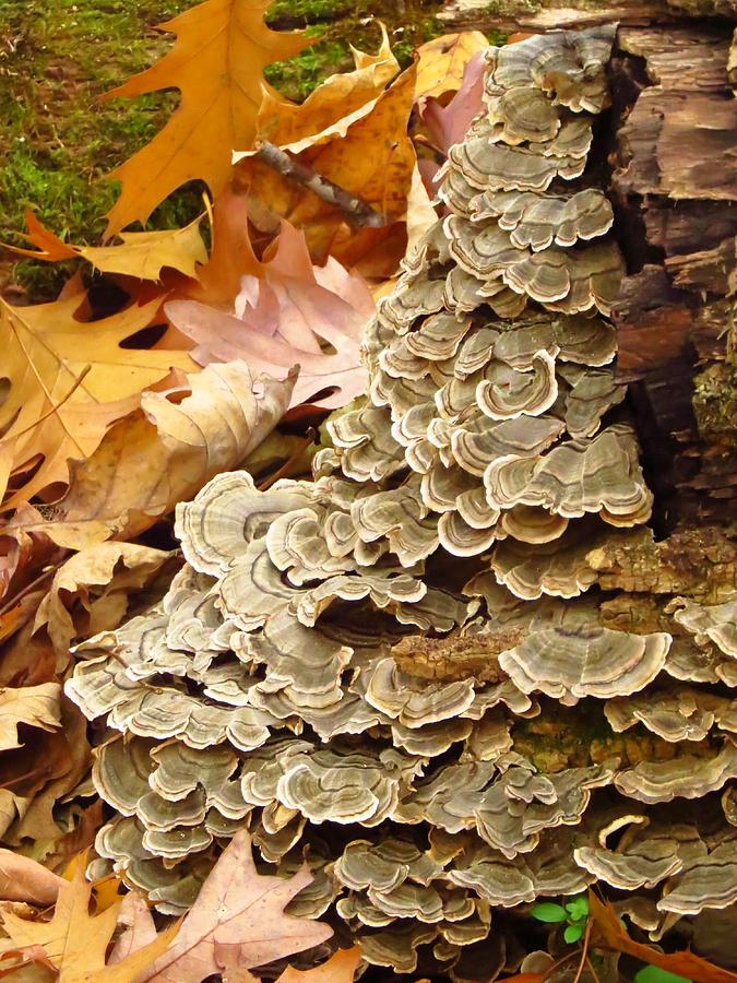 Fungi Cascade Photograph by Lori Frisch
