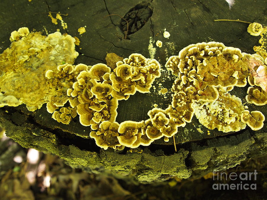 Fungi Colony Photograph by Nancy Kane Chapman