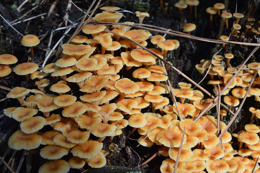 Fungi Community Photograph