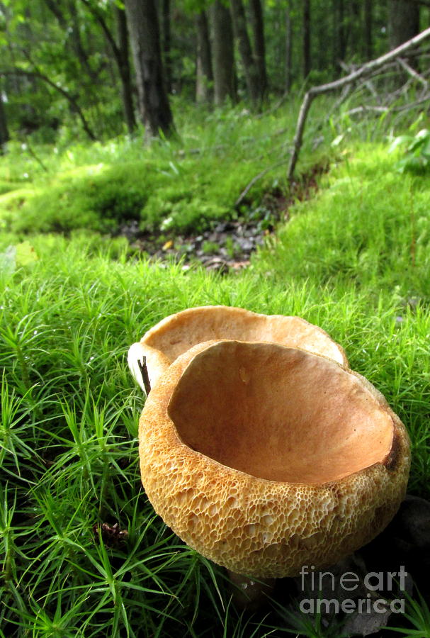 Fungi Cup Photograph by Joshua Bales