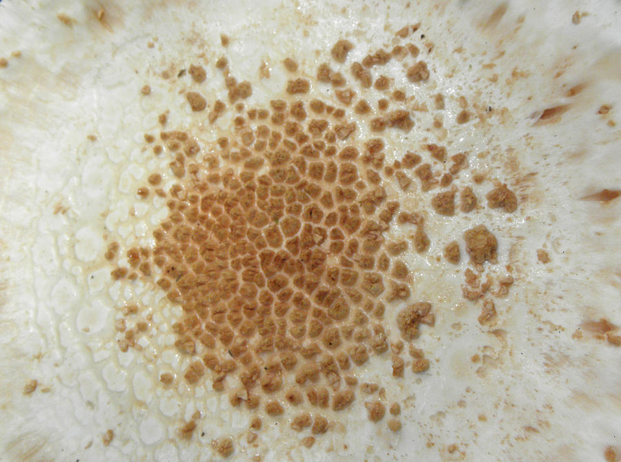 Fungi Dimensions  Photograph by Kim Galluzzo Wozniak