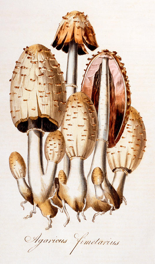 Mushroom Painting - Fungi by English School