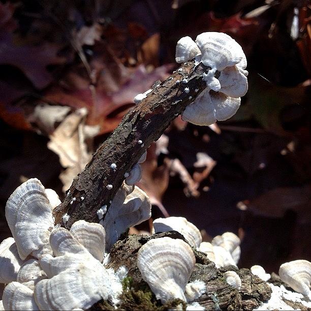 Nature Photograph - Fungi  by Eugene Bergeron