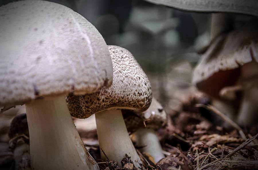 Fungi Family Photograph by Rick Bartrand