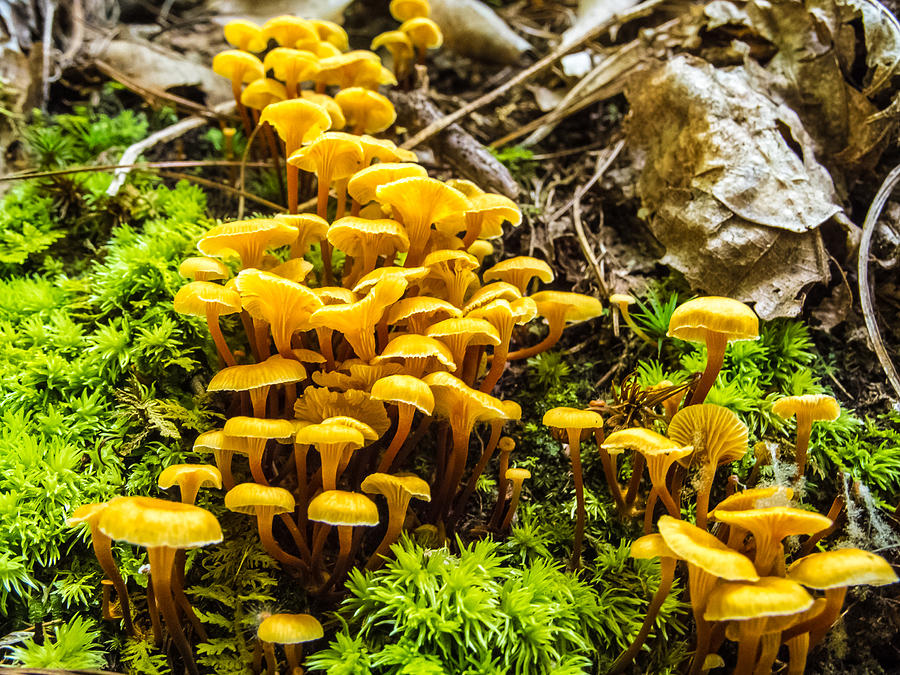 Fungi Forest 2 Photograph by Marc Novell