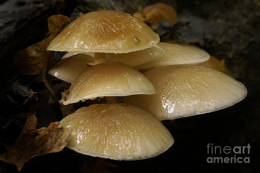 Fungi Photograph by Inge Riis McDonald