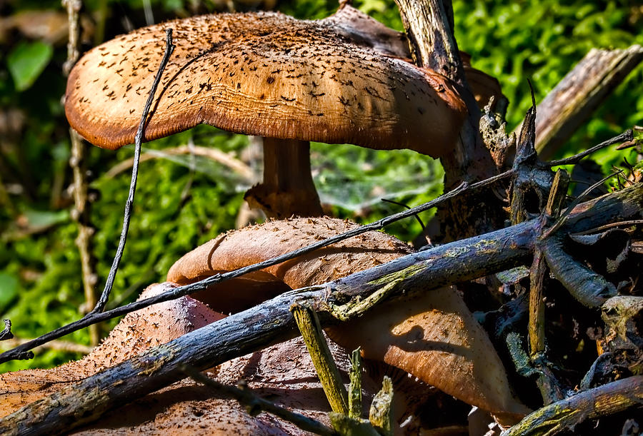 Fungi - Mushroom in sunlight having a yellow/orange colour Photograph by Leif Sohlman