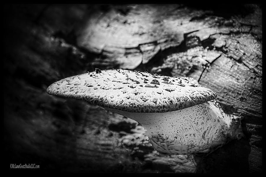 Mushroom Photograph - Fungi of the forest Black and White by LeeAnn McLaneGoetz McLaneGoetzStudioLLCcom