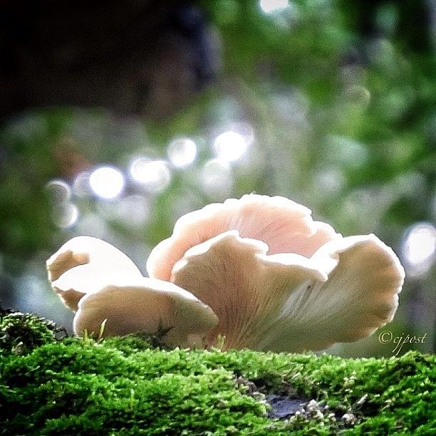 Mushroom Photograph - Fungi On Lichen High Up On A Tree Limb by Cynthia Post