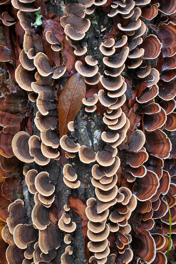 Fungi on log Photograph by W Chris Fooshee