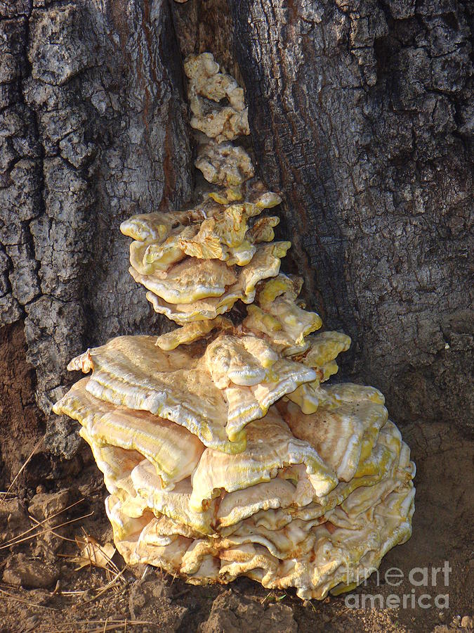 Fungi on Oak Photograph by Mary Deal