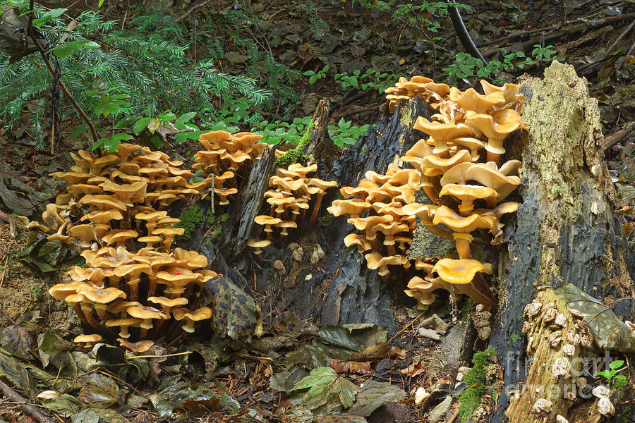 fungi on trees
