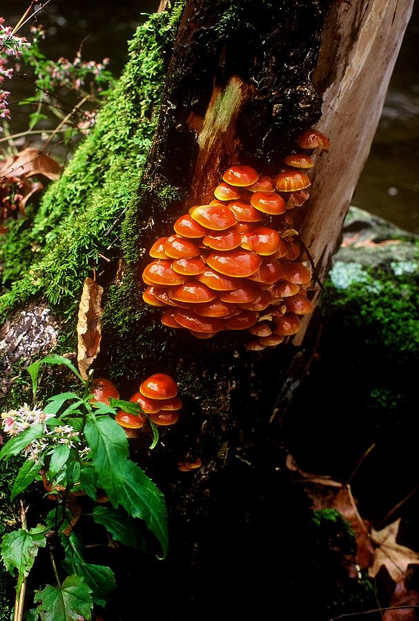 Fungi Photograph by Rodney Lee Williams