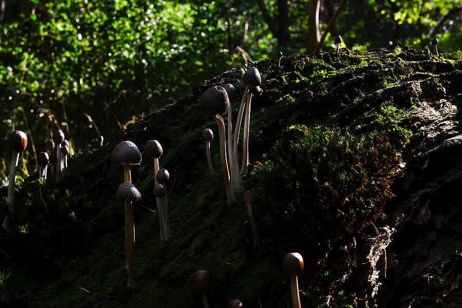 Fungi Village Photograph by B Cash