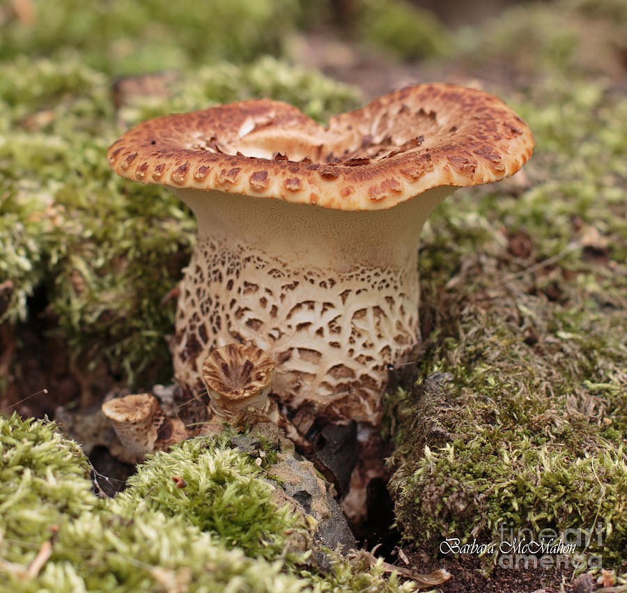 Fungi Wearing Lace Photograph by Barbara McMahon