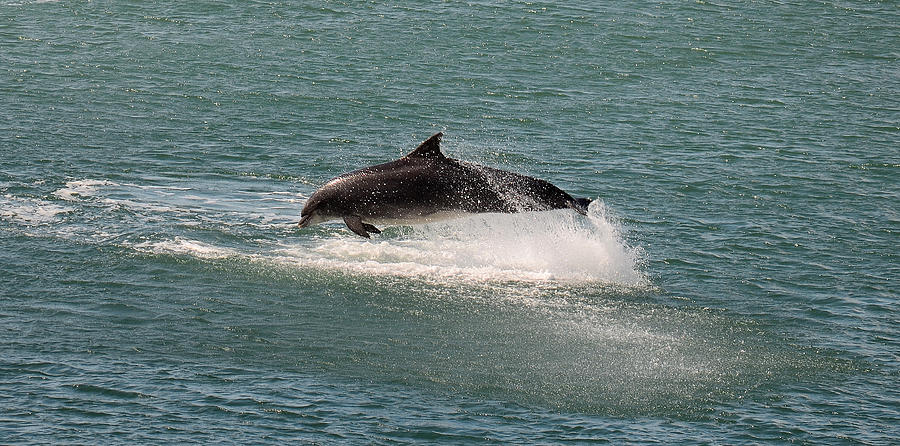 Dolphin Photograph - Fungie by Barbara Walsh