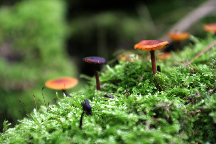 Fungus 3 Photograph by Allan Lovell - Fine Art America