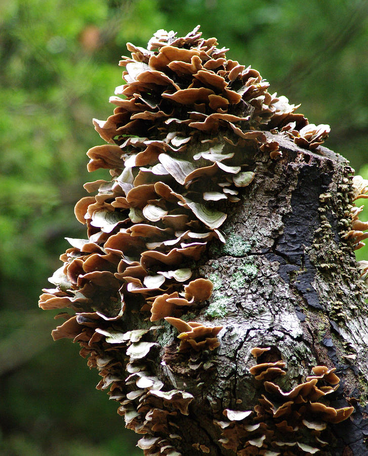 Fungus Among Us Photograph by Greg Graham
