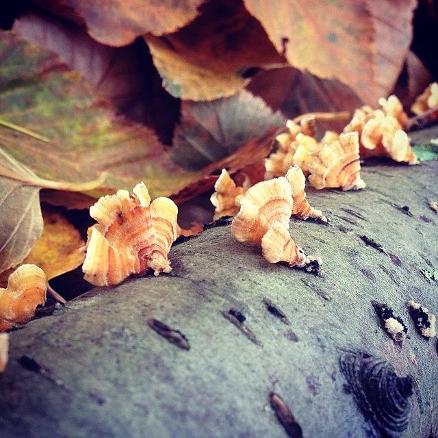 Fungus. Among Us Photograph by Midlyfemama Kosboth