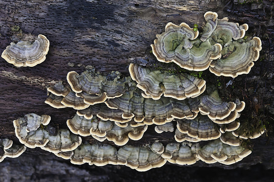 Fungus Among Us Photograph by Sherri Meyer