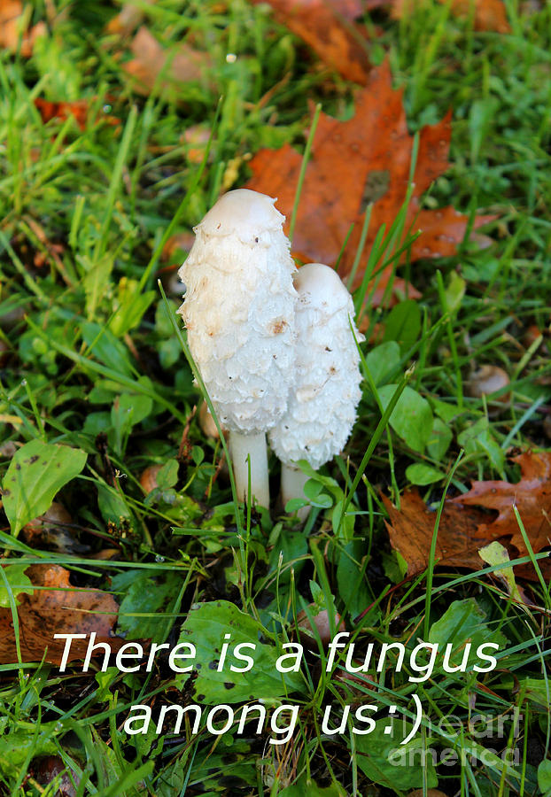 Mushroom Photograph - Fungus Among Us by Stephanie Kripa