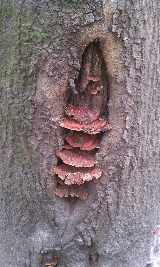 Fungus Amongus Photograph By Cheryl Giantsios Fine Art America