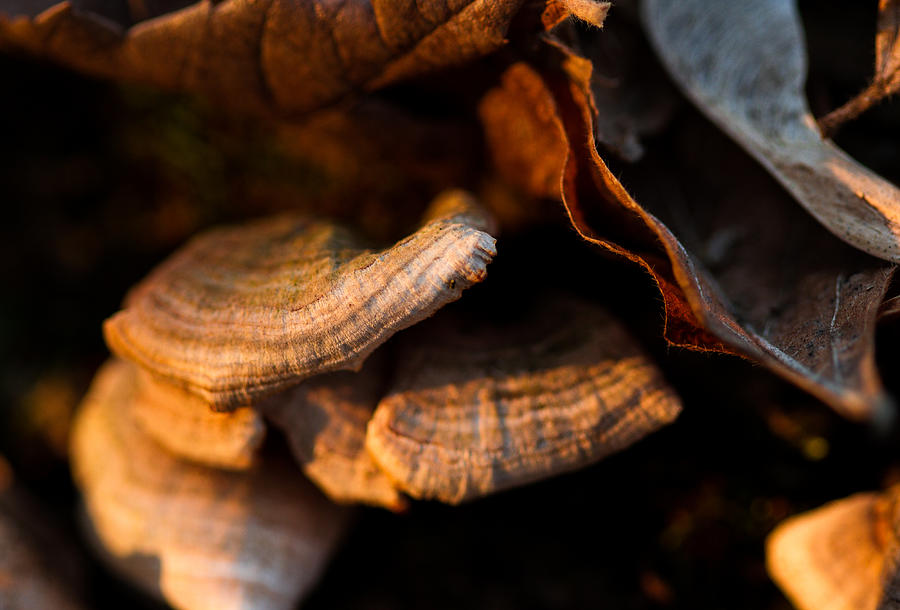 Fungus and Leaves Photograph by Haren Images- Kriss Haren