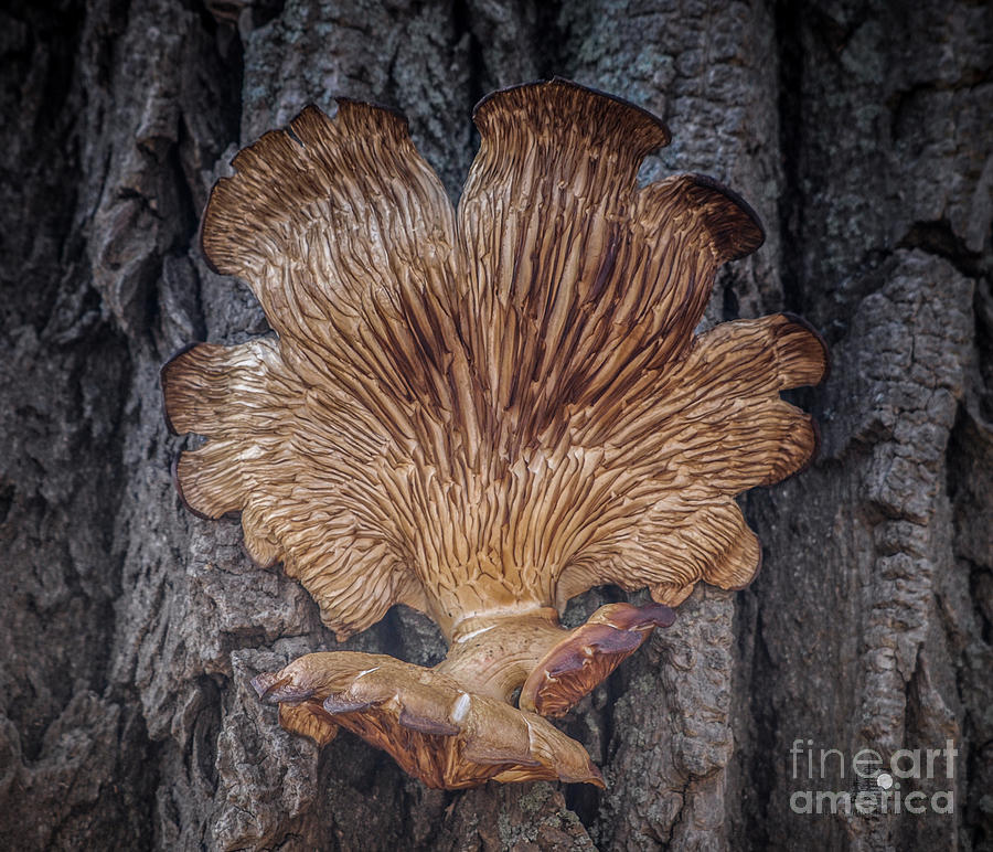 Fungus Art Photograph by Ronald Grogan