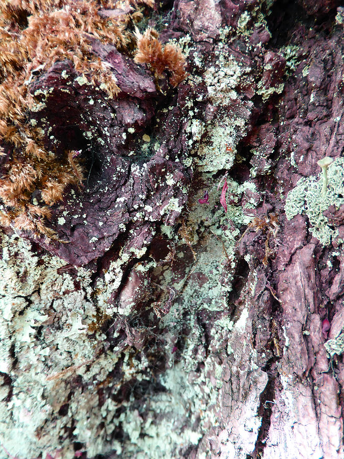Fungus Bark Purple Photograph by Laurie Tsemak