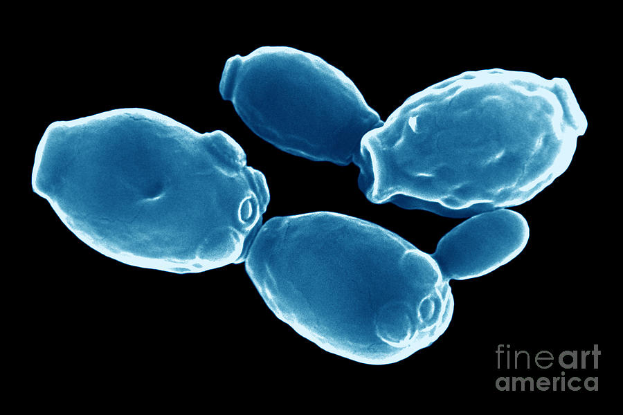 Fungus, Candida Albicans, Sem Photograph by Stem Jems