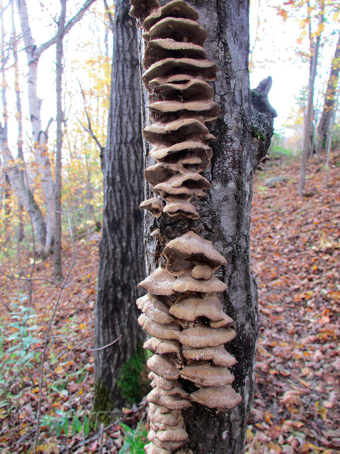 Fungus Photograph by Carol Ryder Horton | Fine Art America