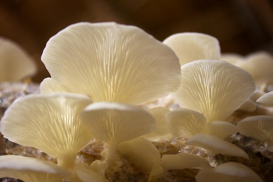 Mushroom Photograph - Fungus by Genaro Rojas