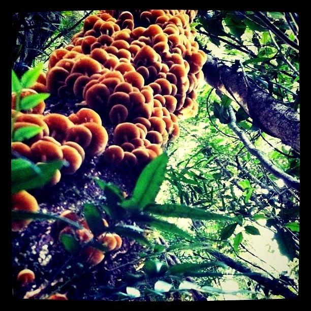 Springbrook Photograph - Fungus In #springbrook #rainforest by Andrew Mowat