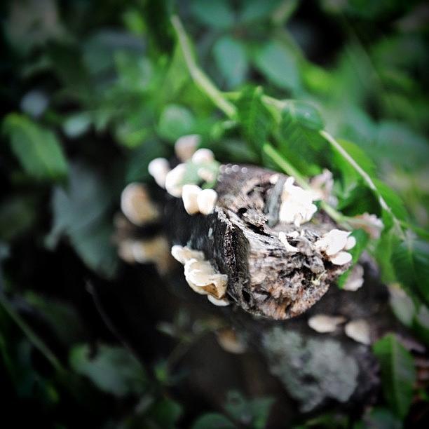Slowburn Photograph - Fungus In The Woods. #slowburn by Diana Daley