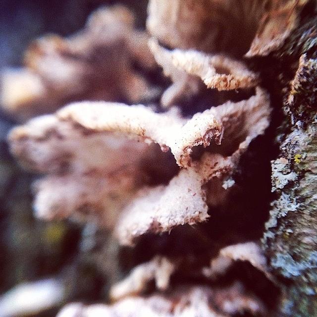 Fungus. #morningwalk Photograph by Jayna Wallace