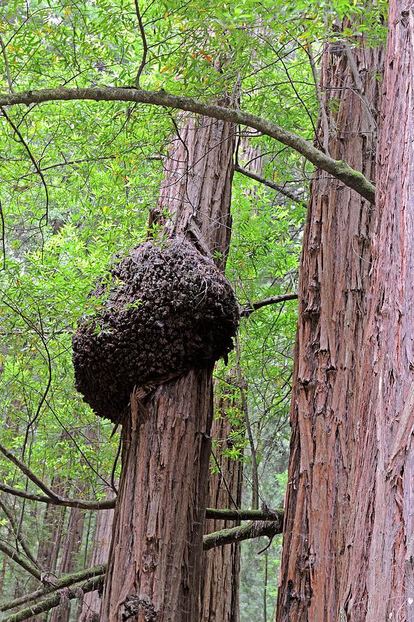 Fungus On A Redwood Tree Photograph by Bildagentur-online/mcphoto-schulz