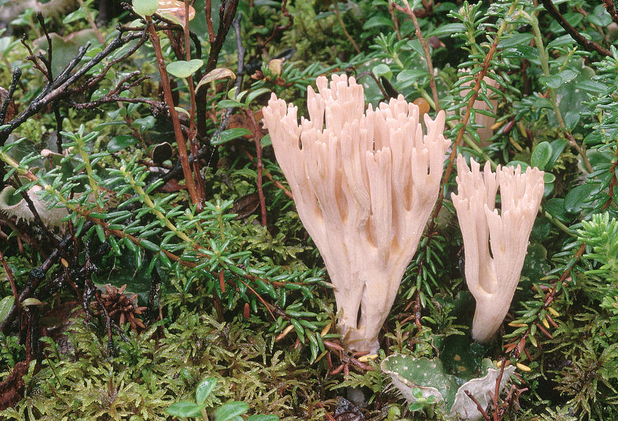 Fungus On Forest Floor Alaska Photograph by Michael Quinton