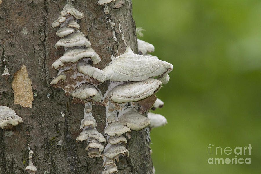 Fungus On Tree Photograph by Linda Freshwaters Arndt