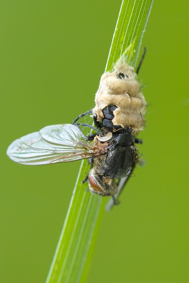 a　fly　Photo　Science　by　parasitising　Fungus　Library