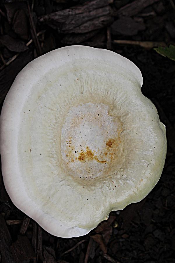 Mushroom Photograph - Fungus Saucer by Sarah E Kohara