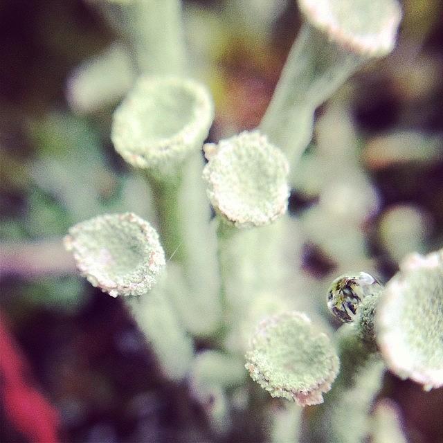 Macro Photograph - Fungus. Tiny World. #macro by Midlyfemama Kosboth