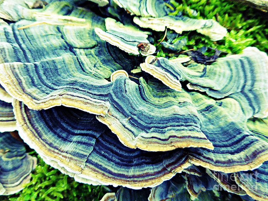 Fungus_4 Photograph by Amalia Suruceanu