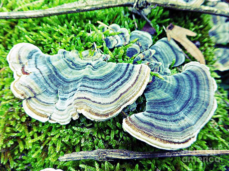 Fungus_5 Photograph by Amalia Suruceanu