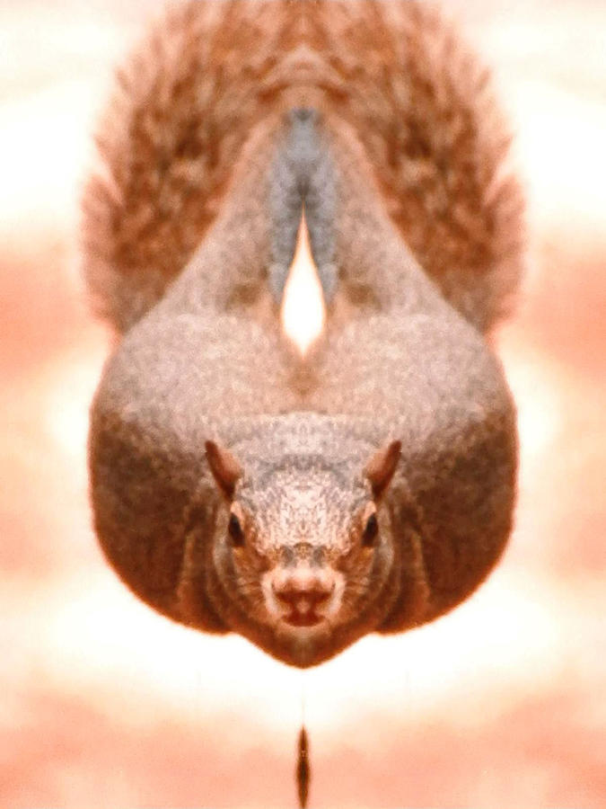 Flying Funky Brown Squirrel Photograph by Belinda Lee